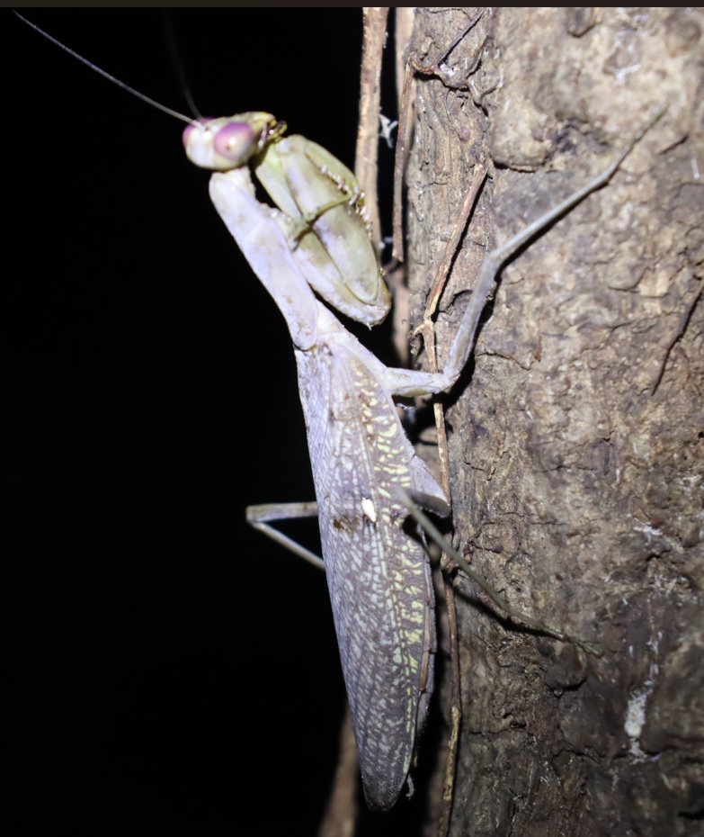 レッドアイ＆グレーボディのハラビロカマキリ （６）_クヌギ-ほったらかしの森_2023年10月3日18時50分気温22.7度